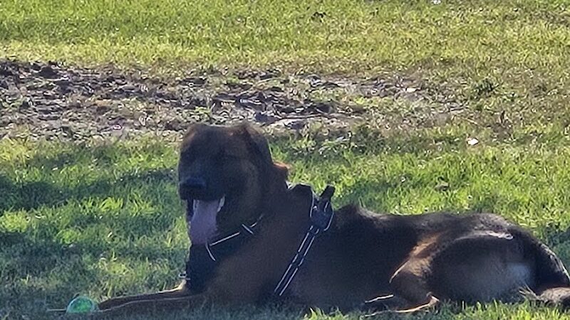 Cook Park Dog Park - Lakeland, FL