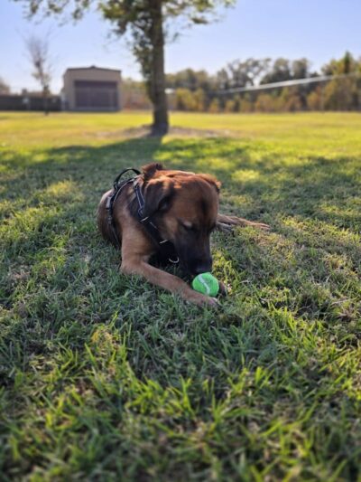 Cook Park Dog Park - Lakeland, FL