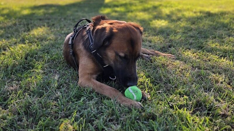 Cook Park Dog Park - Lakeland, FL