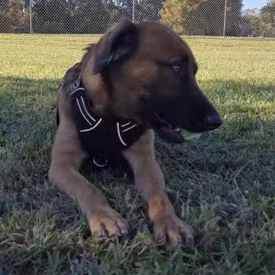 Cook Park Dog Park - Lakeland, FL