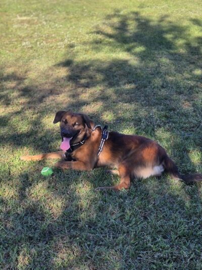 Cook Park Dog Park - Lakeland, FL