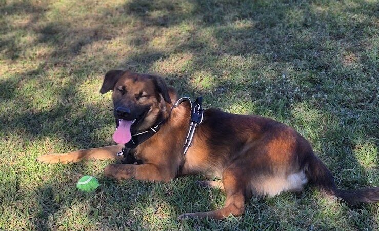 Cook Park Dog Park - Lakeland, FL