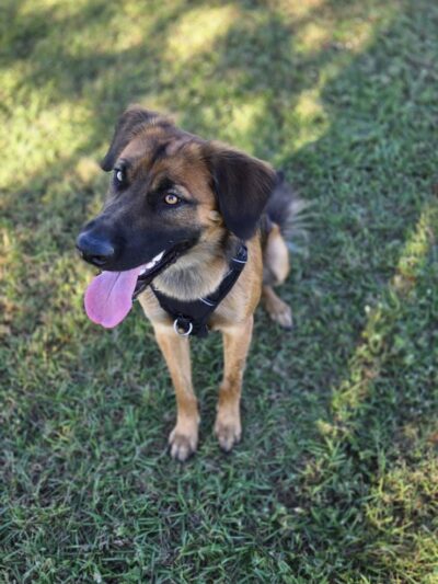 Cook Park Dog Park - Lakeland, FL