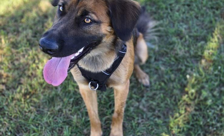 Cook Park Dog Park - Lakeland, FL