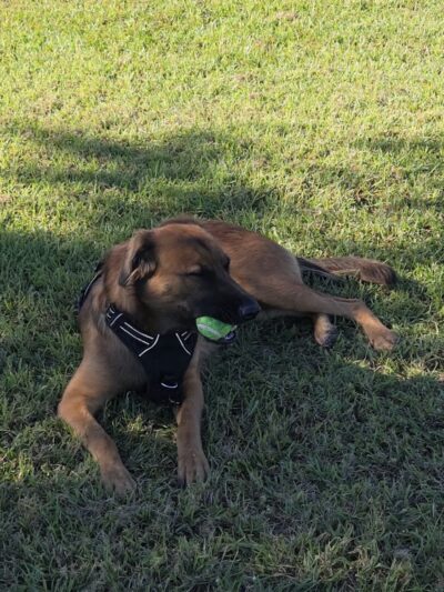 Cook Park Dog Park - Lakeland, FL