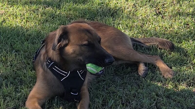 Cook Park Dog Park - Lakeland, FL