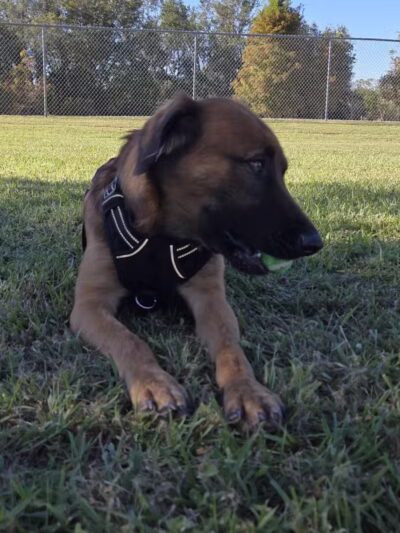 Cook Park Dog Park - Lakeland, FL