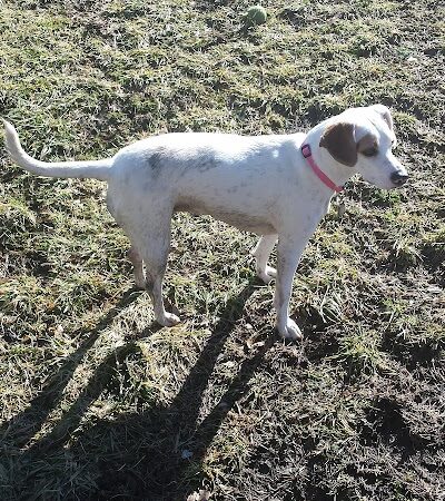 Lakewood Dog Park - Lakewood, NY