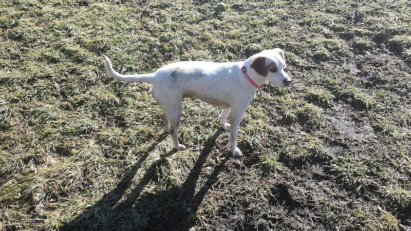 Lakewood Dog Park - Lakewood, NY