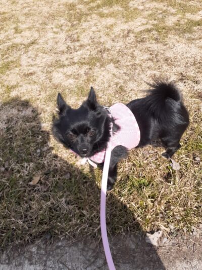 Lakewood Dog Park - Lakewood, NY