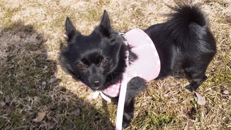 Lakewood Dog Park - Lakewood, NY