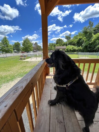 Lakewood Dog Park - Lakewood, NY