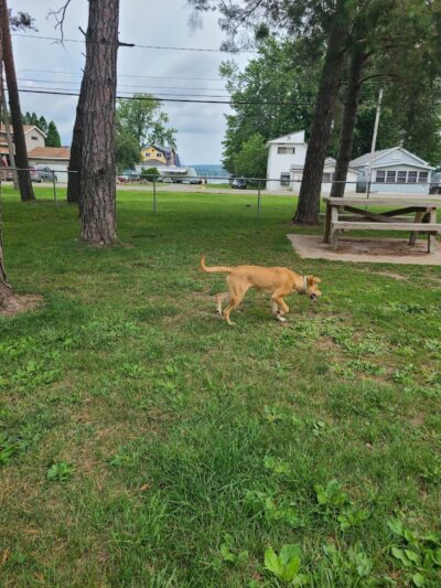 Lakewood Dog Park - Lakewood, NY