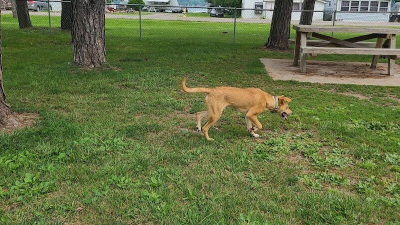 Lakewood Dog Park - Lakewood, NY