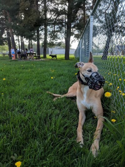 Lakewood Dog Park - Lakewood, NY