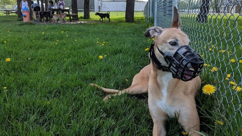 Lakewood Dog Park - Lakewood, NY