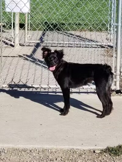 Lakewood Dog Park - Lakewood, NY