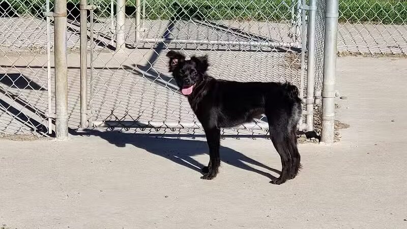 Lakewood Dog Park - Lakewood, NY