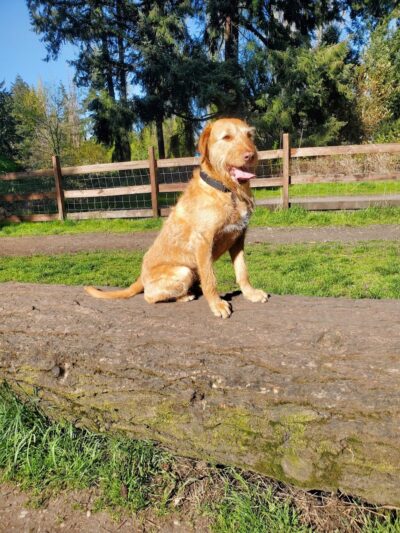 Fort Steilacoom Dog Park - Lakewood, WA