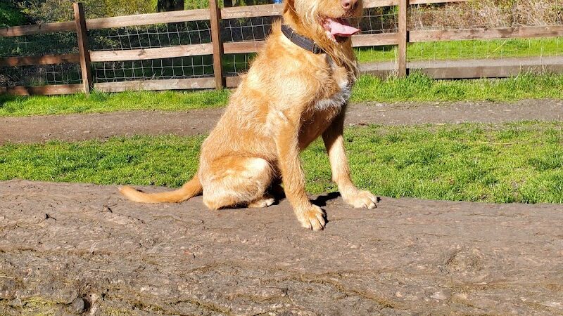 Fort Steilacoom Dog Park - Lakewood, WA