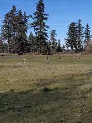 Fort Steilacoom Dog Park - Lakewood, WA