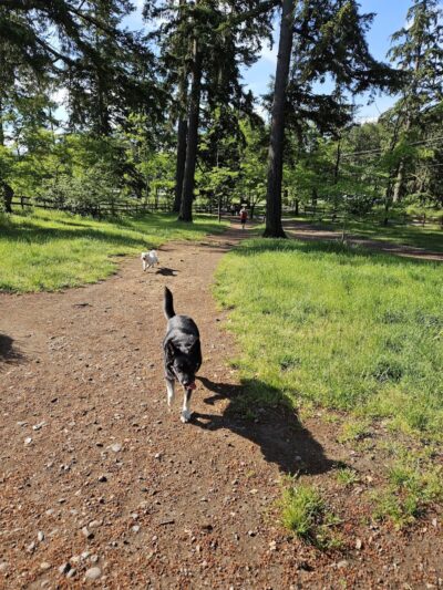 Fort Steilacoom Dog Park - Lakewood, WA