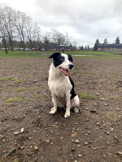 Fort Steilacoom Dog Park - Lakewood, WA