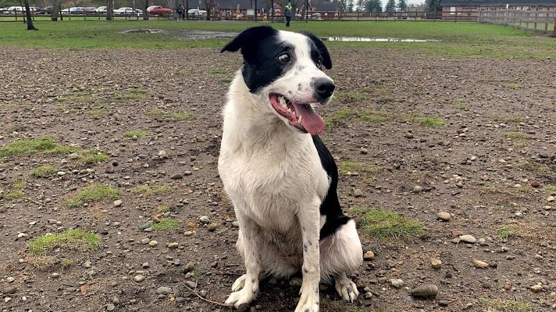 Fort Steilacoom Dog Park - Lakewood, WA