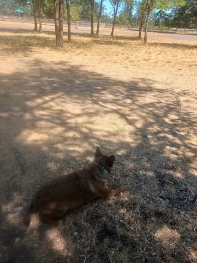 Fort Steilacoom Dog Park - Lakewood, WA