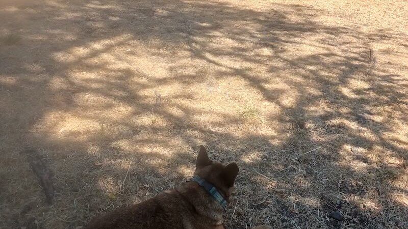 Fort Steilacoom Dog Park - Lakewood, WA
