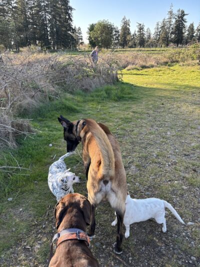 Fort Steilacoom Dog Park Parking - Lakewood, WA