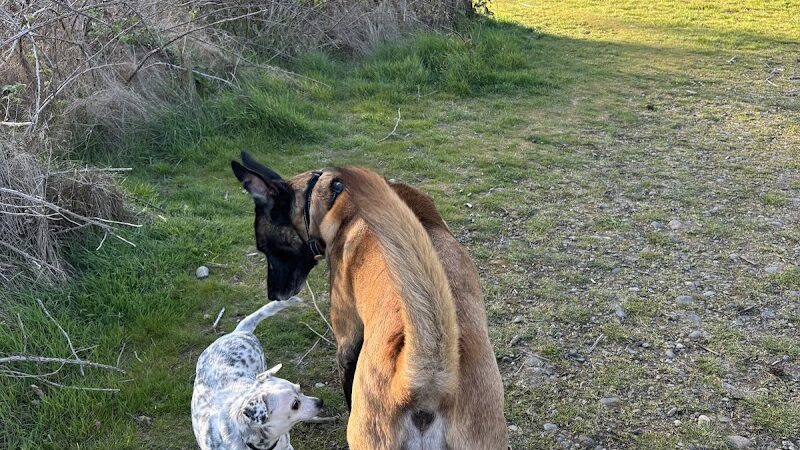 Fort Steilacoom Dog Park Parking - Lakewood, WA