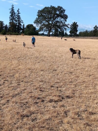 Fort Steilacoom Dog Park Parking - Lakewood, WA