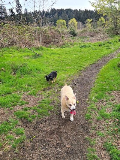 Fort Steilacoom Dog Park Parking - Lakewood, WA