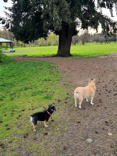 Fort Steilacoom Dog Park Parking - Lakewood, WA
