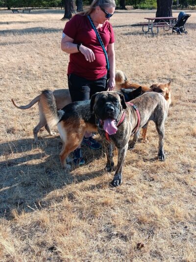 Fort Steilacoom Dog Park Parking - Lakewood, WA
