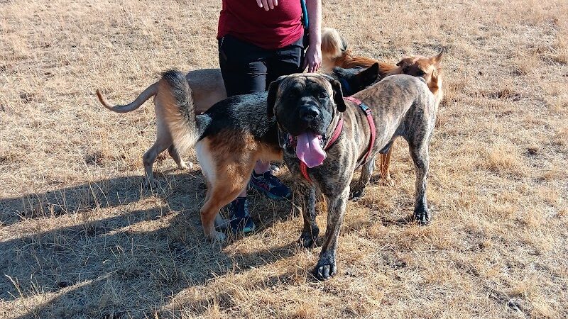 Fort Steilacoom Dog Park Parking - Lakewood, WA