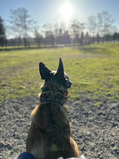 Fort Steilacoom Dog Park Parking - Lakewood, WA