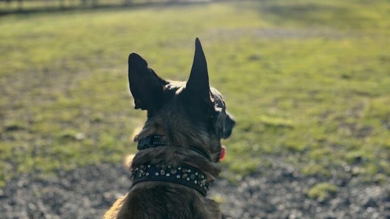 Fort Steilacoom Dog Park Parking - Lakewood, WA