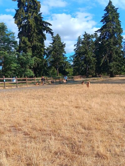 Fort Steilacoom Dog Park Parking - Lakewood, WA