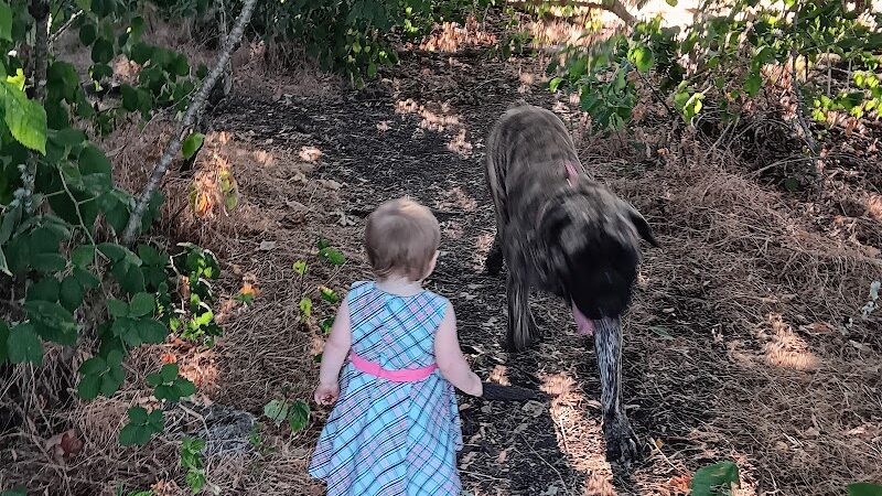 Fort Steilacoom Dog Park Parking - Lakewood, WA