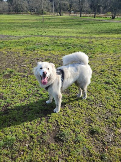 Fort Steilacoom Large Dog Park - Lakewood, WA