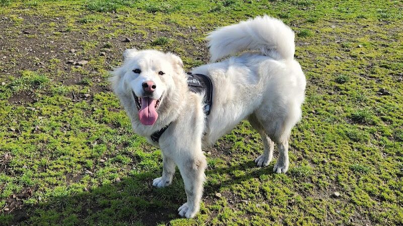 Fort Steilacoom Large Dog Park - Lakewood, WA