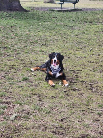 Fort Steilacoom Large Dog Park - Lakewood, WA