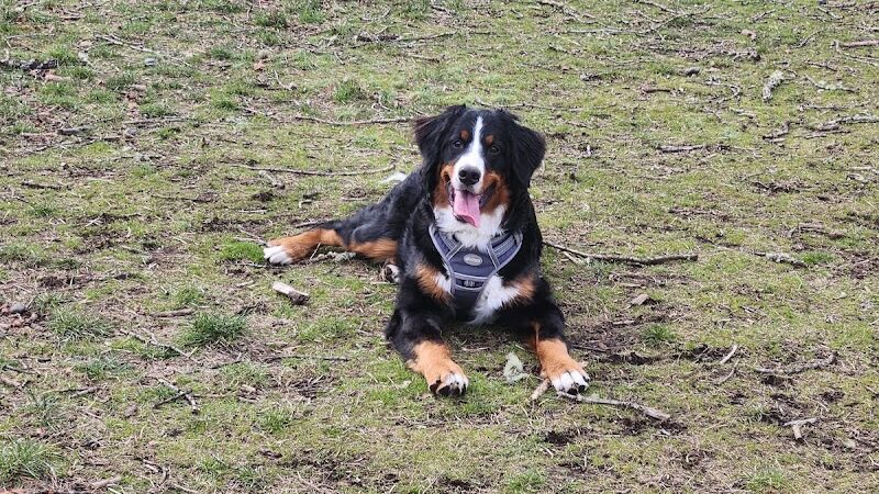 Fort Steilacoom Large Dog Park - Lakewood, WA