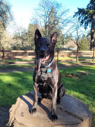 Fort Steilacoom Large Dog Park - Lakewood, WA