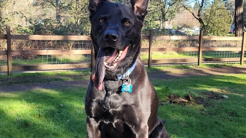 Fort Steilacoom Large Dog Park - Lakewood, WA
