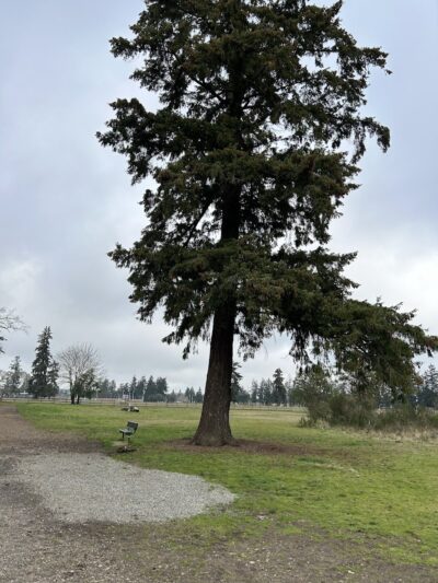 Fort Steilacoom Large Dog Park - Lakewood, WA