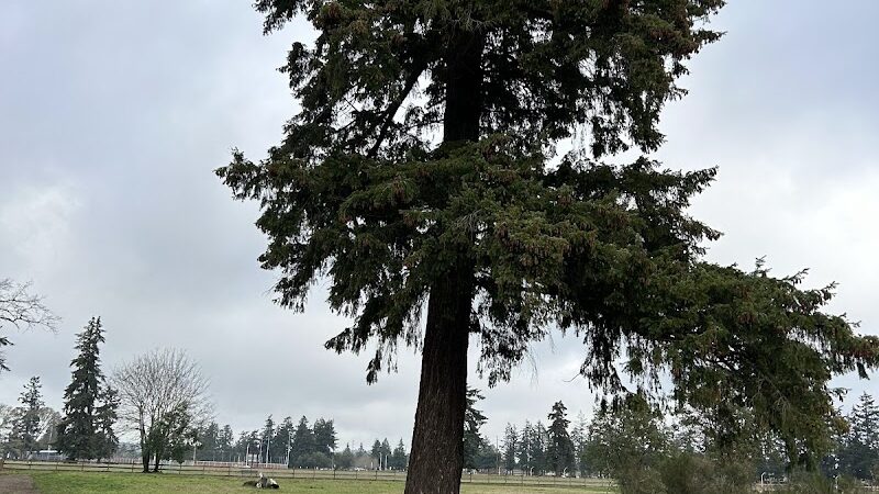 Fort Steilacoom Large Dog Park - Lakewood, WA