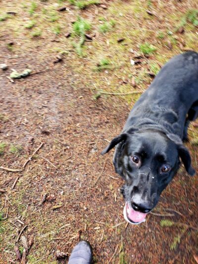 Fort Steilacoom Large Dog Park - Lakewood, WA